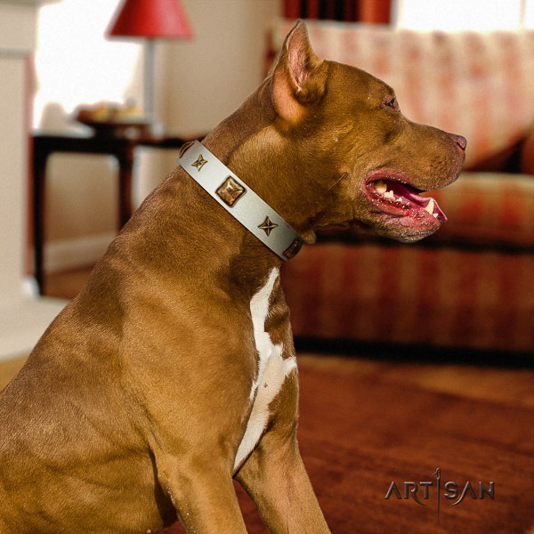 Pitbull extraordinary adorned full grain leather dog collar for walking