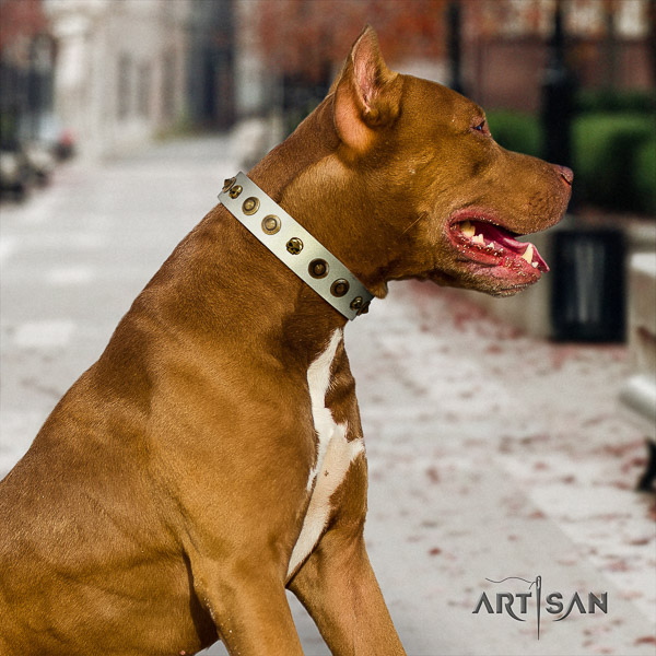 Pitbull incredible embellished full grain genuine leather dog collar for comfortable wearing