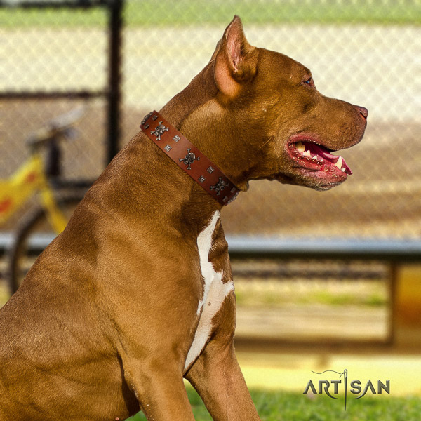 Pitbull fashionable decorated full grain natural leather dog collar for walking