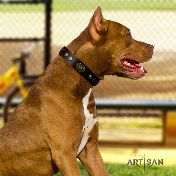 Pitbull best quality full grain natural leather collar with adornments for your doggie