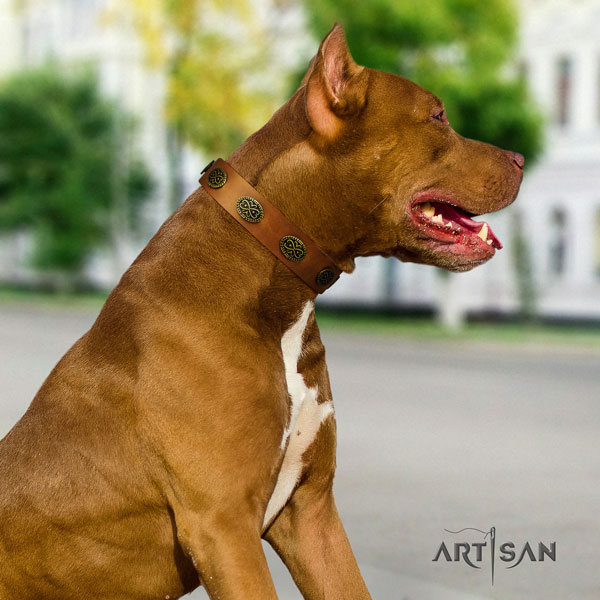 Pitbull incredible full grain natural leather collar with decorations for your pet
