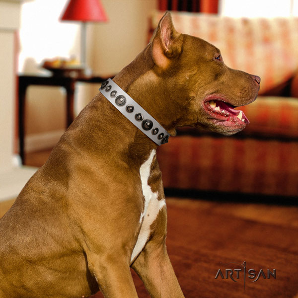 Pitbull extraordinary full grain genuine leather collar with decorations for your four-legged friend