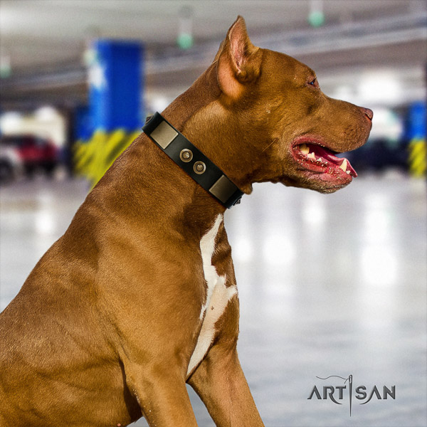 Pitbull unique studded full grain leather dog collar for everyday use