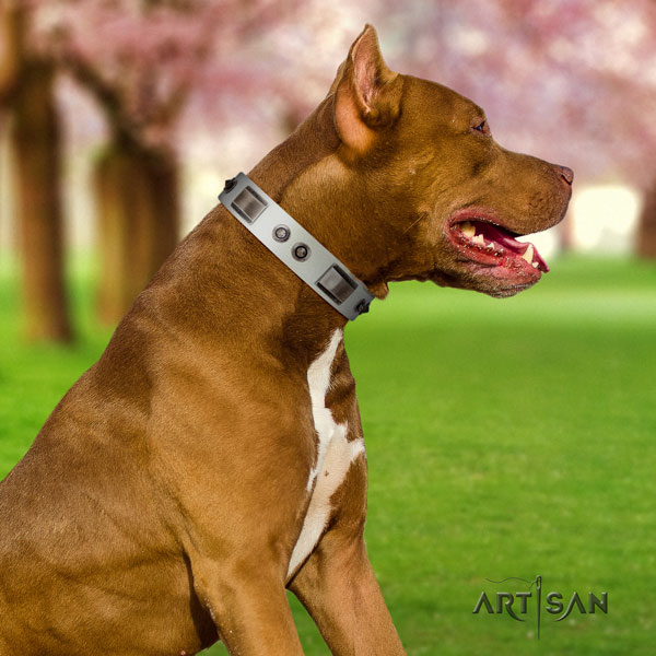 Pitbull handcrafted genuine leather dog collar with extraordinary studs