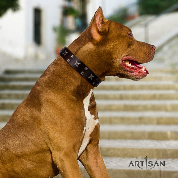 Pitbull incredible studded full grain genuine leather dog collar for daily walking