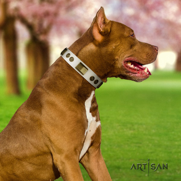Pitbull top quality full grain natural leather dog collar with exquisite studs