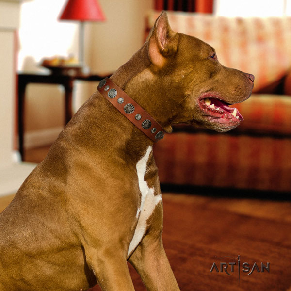 Pitbull perfect fit natural genuine leather dog collar with stunning studs
