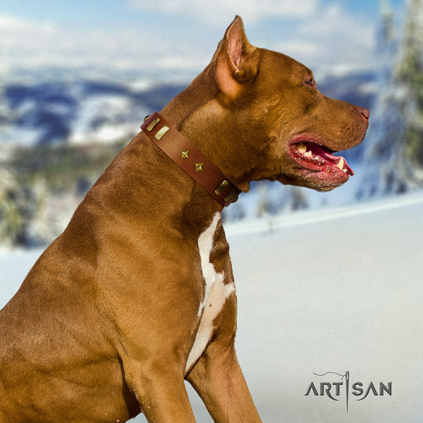 Pitbull exquisite adorned full grain leather dog collar for daily walking
