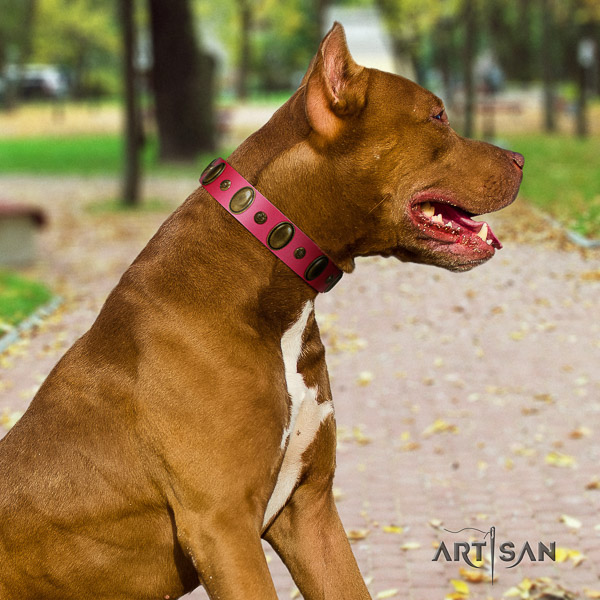 Pitbull stylish design adorned full grain genuine leather dog collar for everyday use