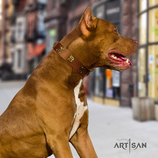 Pitbull fashionable adorned full grain natural leather dog collar for comfortable wearing