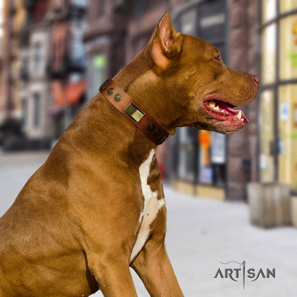 Pitbull handcrafted genuine leather dog collar with exquisite studs
