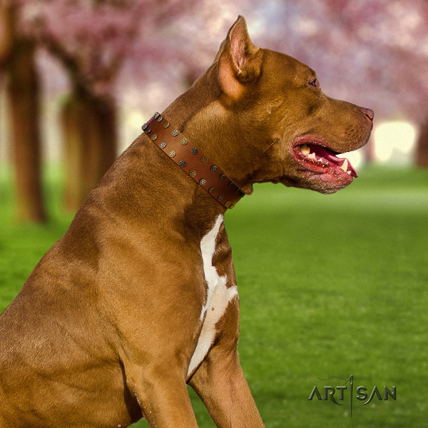 Pitbull top notch studded natural leather dog collar for easy wearing