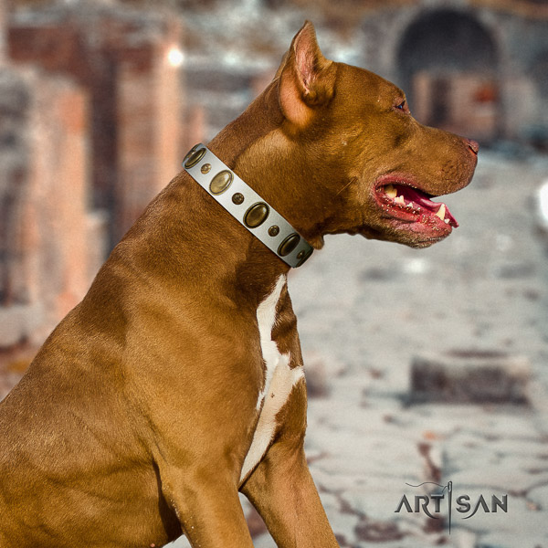 Pitbull stunning decorated full grain natural leather dog collar for everyday use