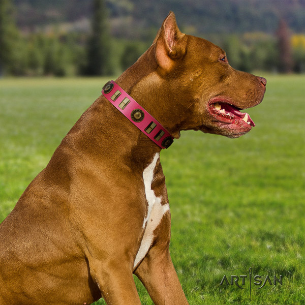 Pitbull impressive adorned full grain natural leather dog collar for handy use