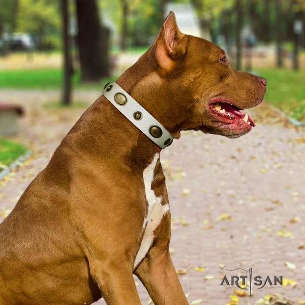 Pitbull comfortable full grain natural leather dog collar with top notch studs