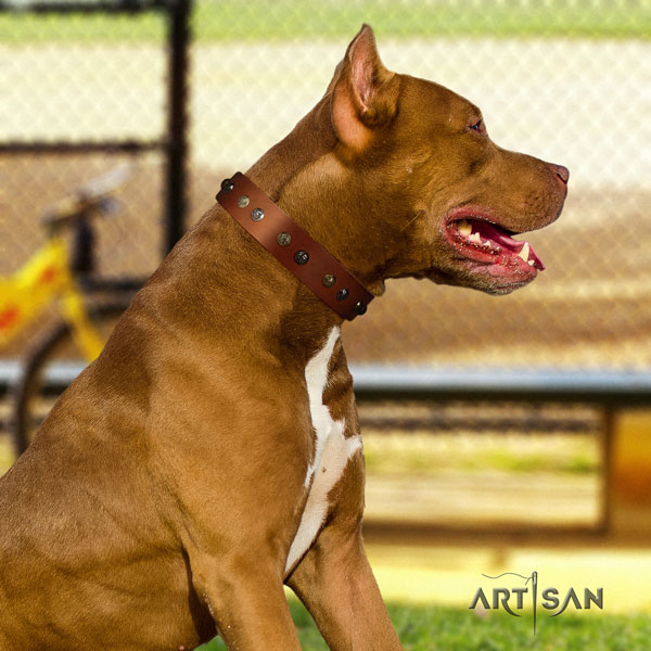 Pitbull stunning full grain natural leather collar with adornments for your dog