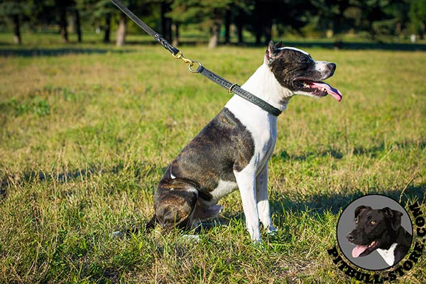 Leather Pitbull choke collar with elegant braid