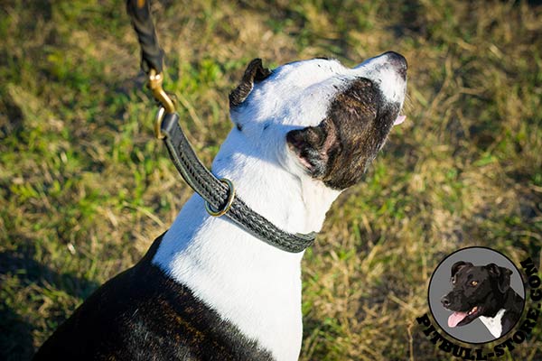 Leather Pitbull choke collar with brass O-rings