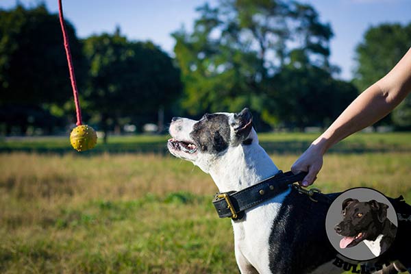 Extra strong Pitbull collar