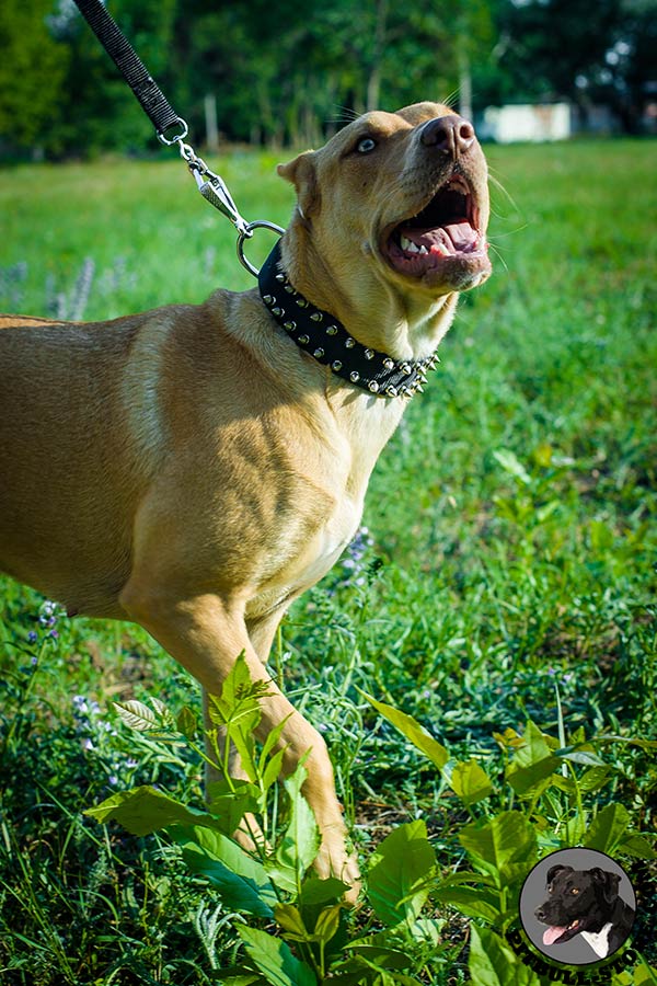 Strong leather Pitbull collar for unbeleivable comfort