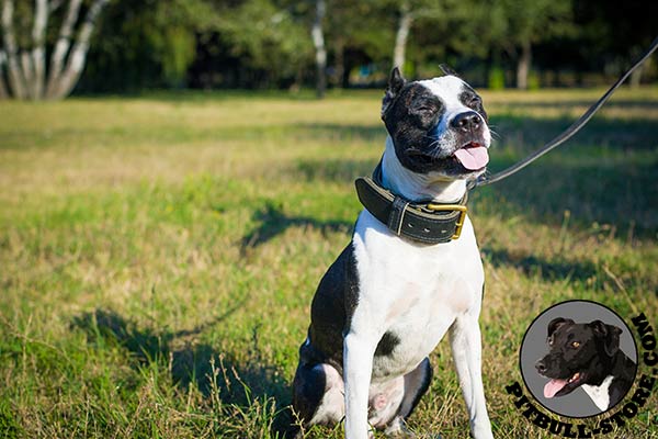 Durable leather Pitbull collar for training