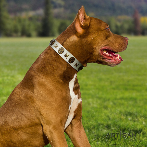 Pitbull stylish adorned full grain natural leather dog collar for comfy wearing