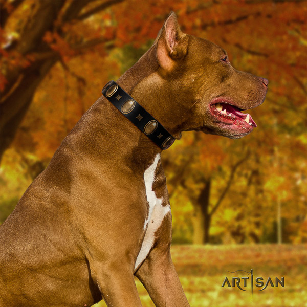 Pitbull trendy embellished genuine leather dog collar for comfy wearing
