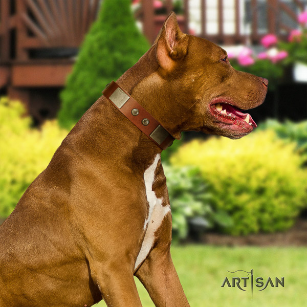 Pitbull fashionable decorated leather dog collar for walking