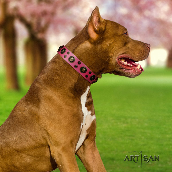 Pitbull stylish full grain leather collar with studs for your pet