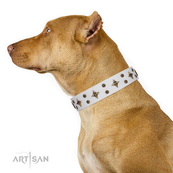 Pitbull stunning full grain leather dog collar for basic training