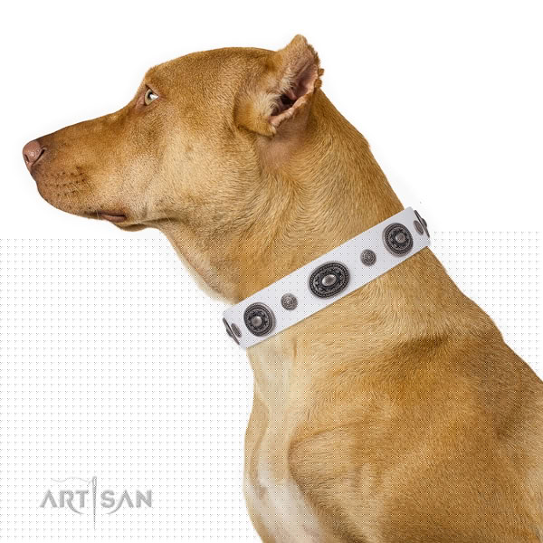 Pitbull embellished full grain natural leather dog collar for fancy walking