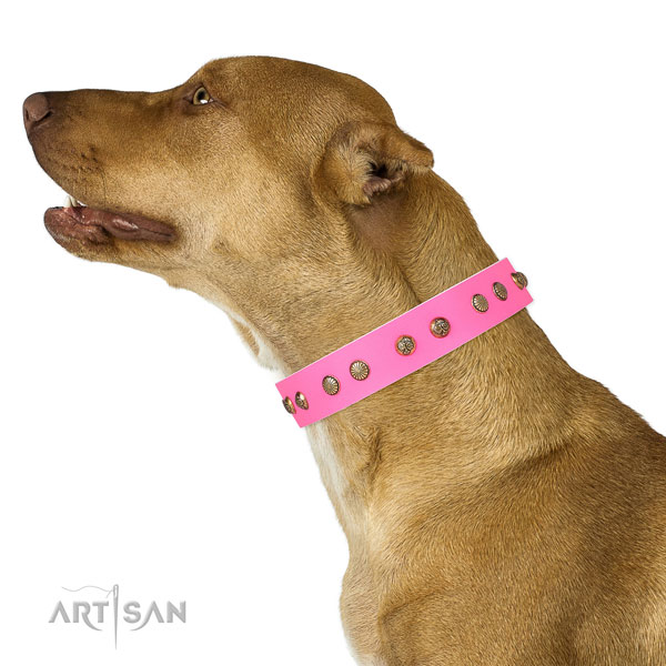 Pitbull stylish full grain genuine leather dog collar for comfortable wearing