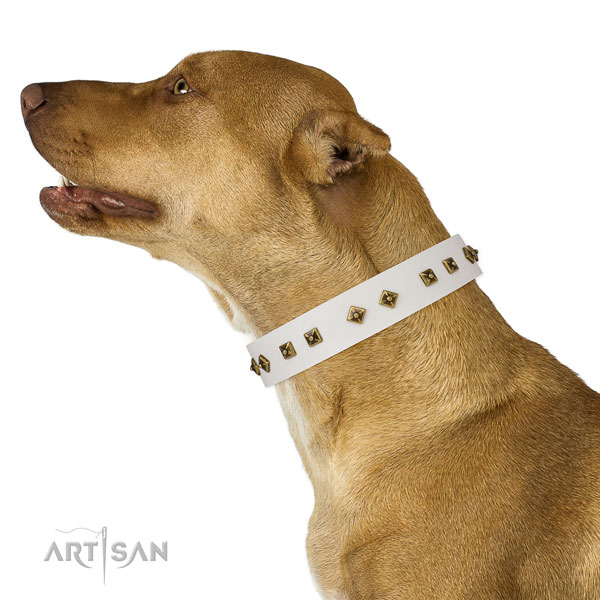 Pitbull exceptional leather dog collar for walking