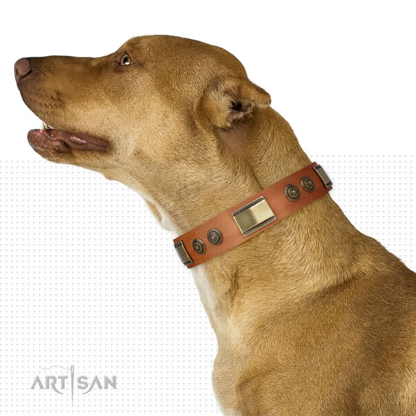Pitbull handmade genuine leather dog collar for basic training