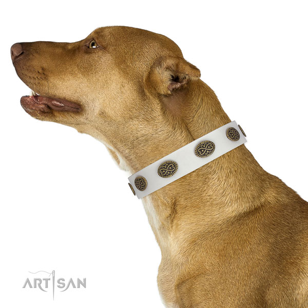 Pitbull handmade full grain leather dog collar for stylish walking