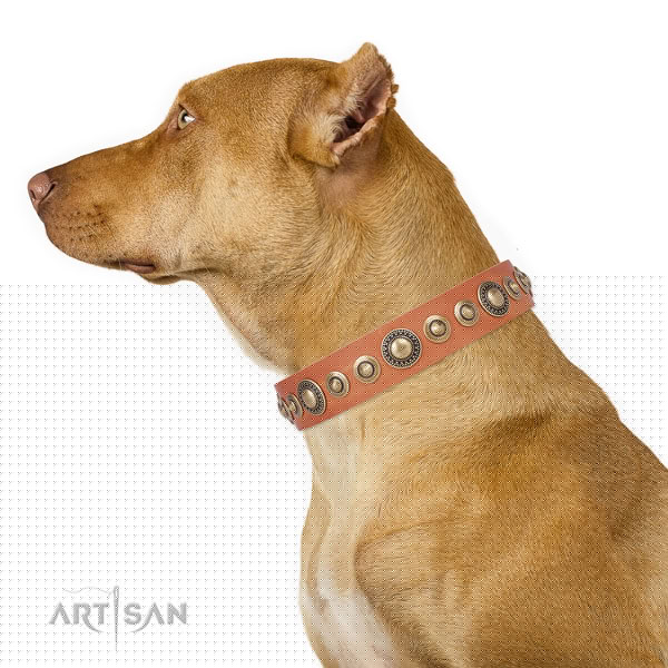 Pitbull comfortable full grain natural leather dog collar for everyday use