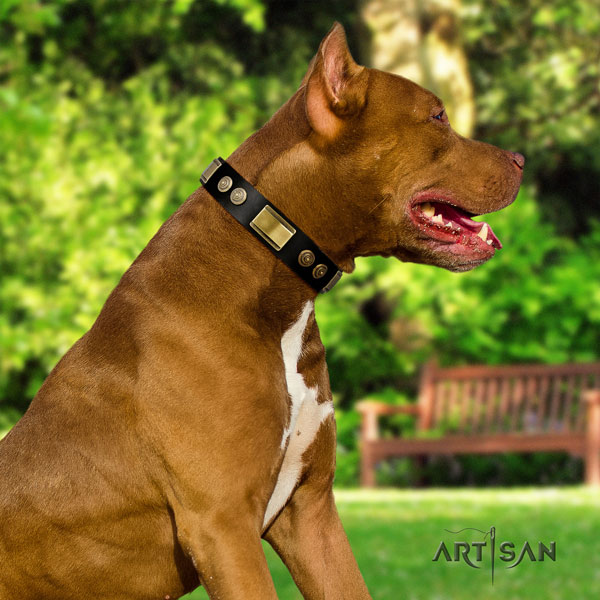 Pitbull comfortable genuine leather dog collar with remarkable studs