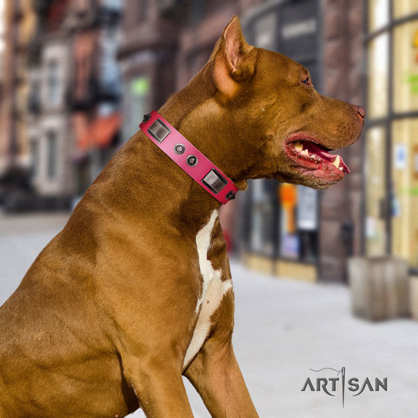 Pitbull convenient full grain leather dog collar with fashionable embellishments