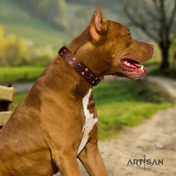 Pitbull fashionable natural genuine leather collar with embellishments for your four-legged friend