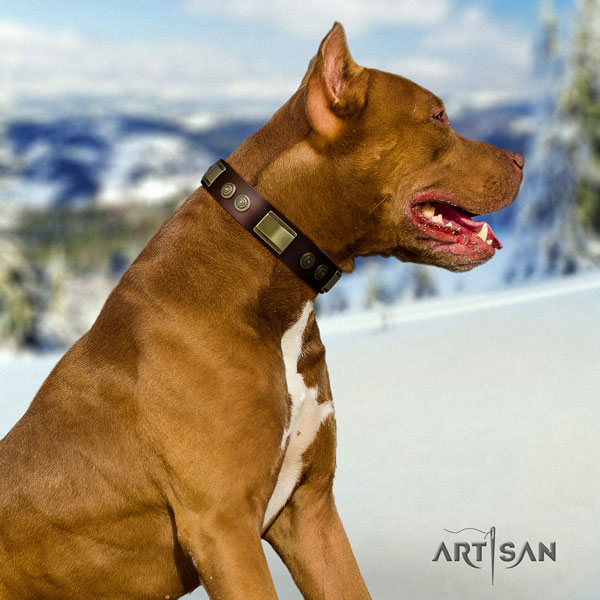 Pitbull top quality full grain genuine leather dog collar with unusual adornments