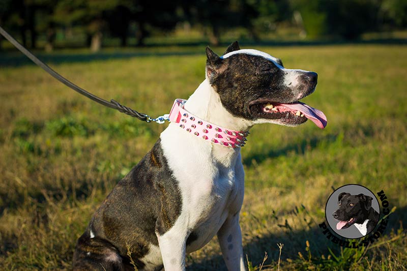dog collars for female pitbulls
