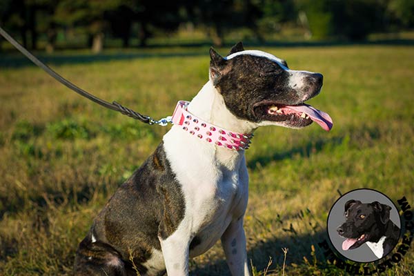 Pink spiked leather collar for Pitbull walking