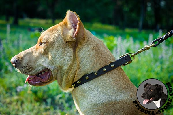 Pitbull leather collar with a row of beautiful spikes