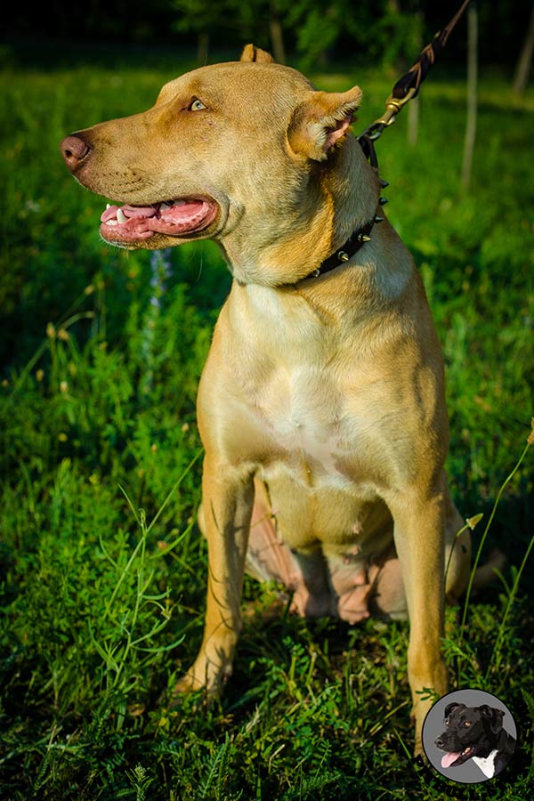 Fashion spiked leather Pitbull collar