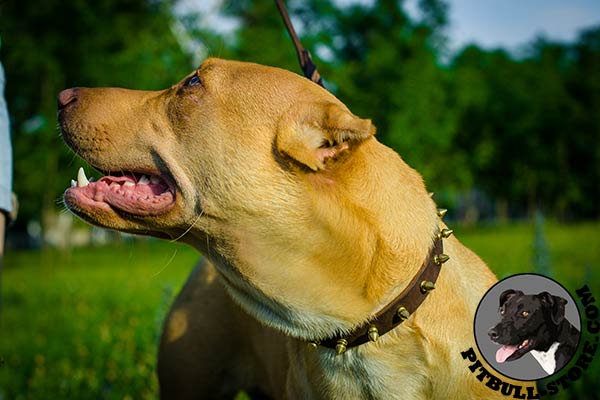 Leather Pitbull collar for walking in style