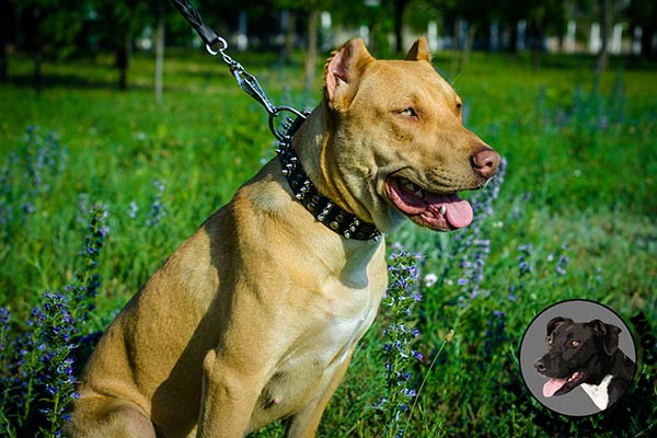 Pitbull dog collar with spikes and studs