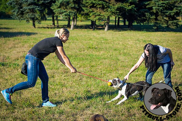 Training Pitbull collar of 2 ply leather