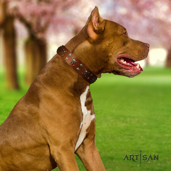 Pitbull extraordinary genuine leather collar with decorations for your dog