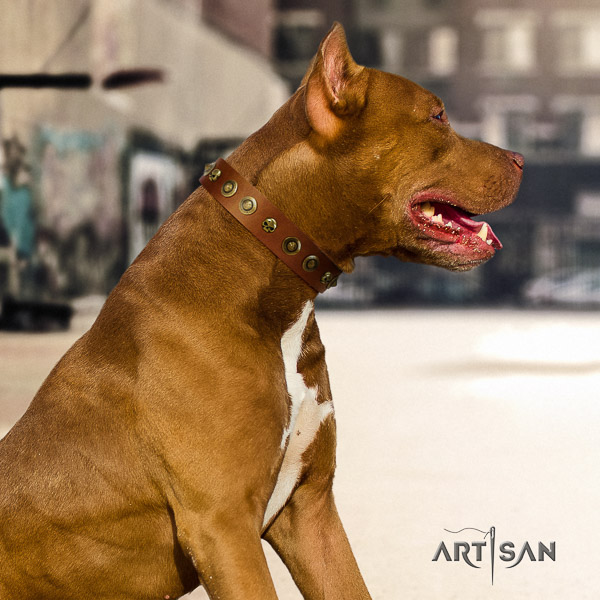 Pitbull unique embellished natural leather dog collar for handy use