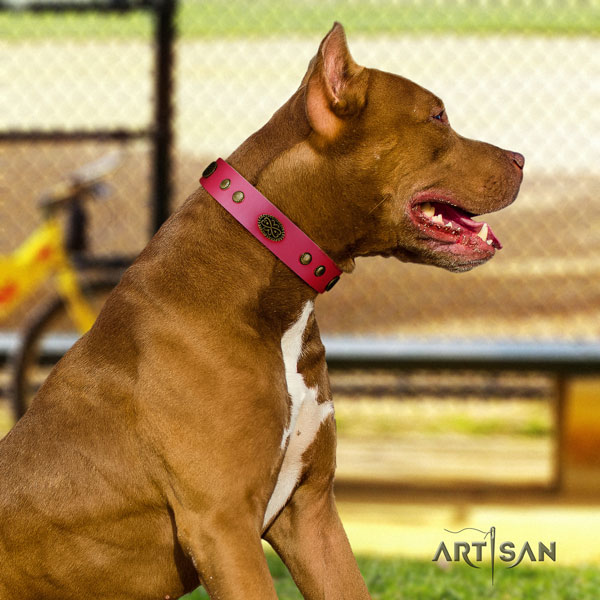 Pitbull convenient full grain leather dog collar with fashionable adornments